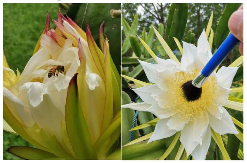 自然授粉（左）人工授粉（右）