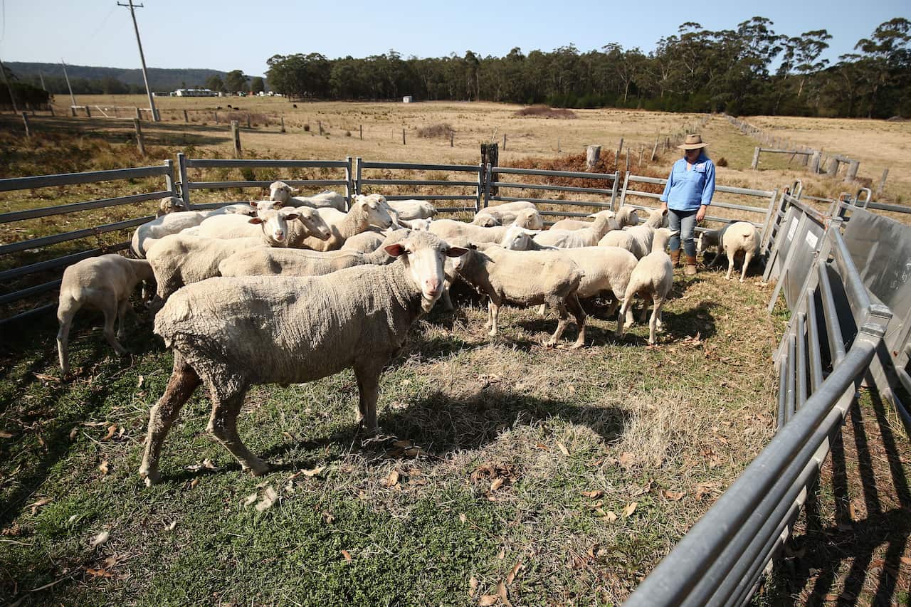 A farmer tends to several sheep in a pen.