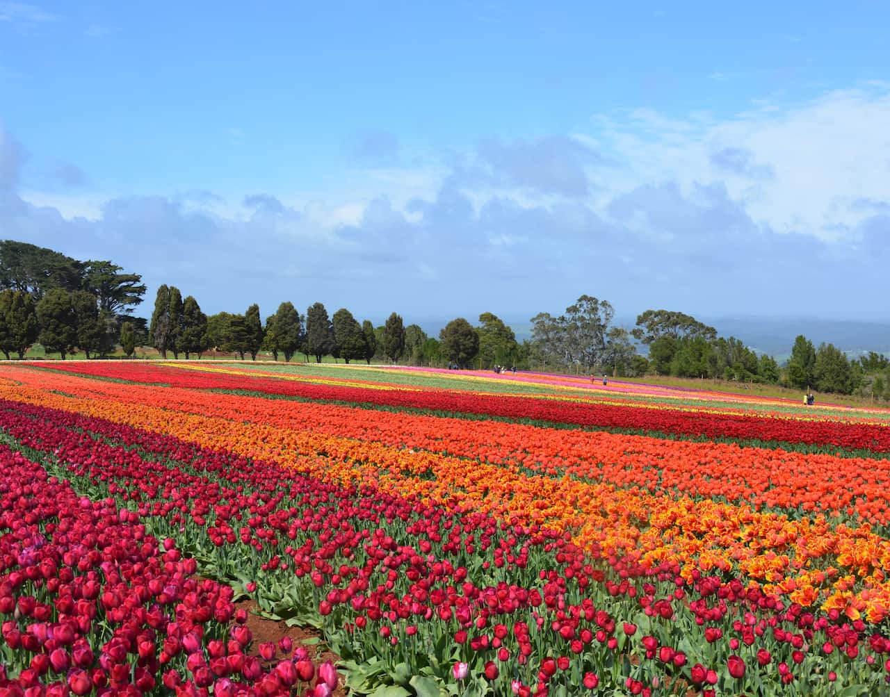Fields of colourful tulips growing in rows on a sunny hillside.