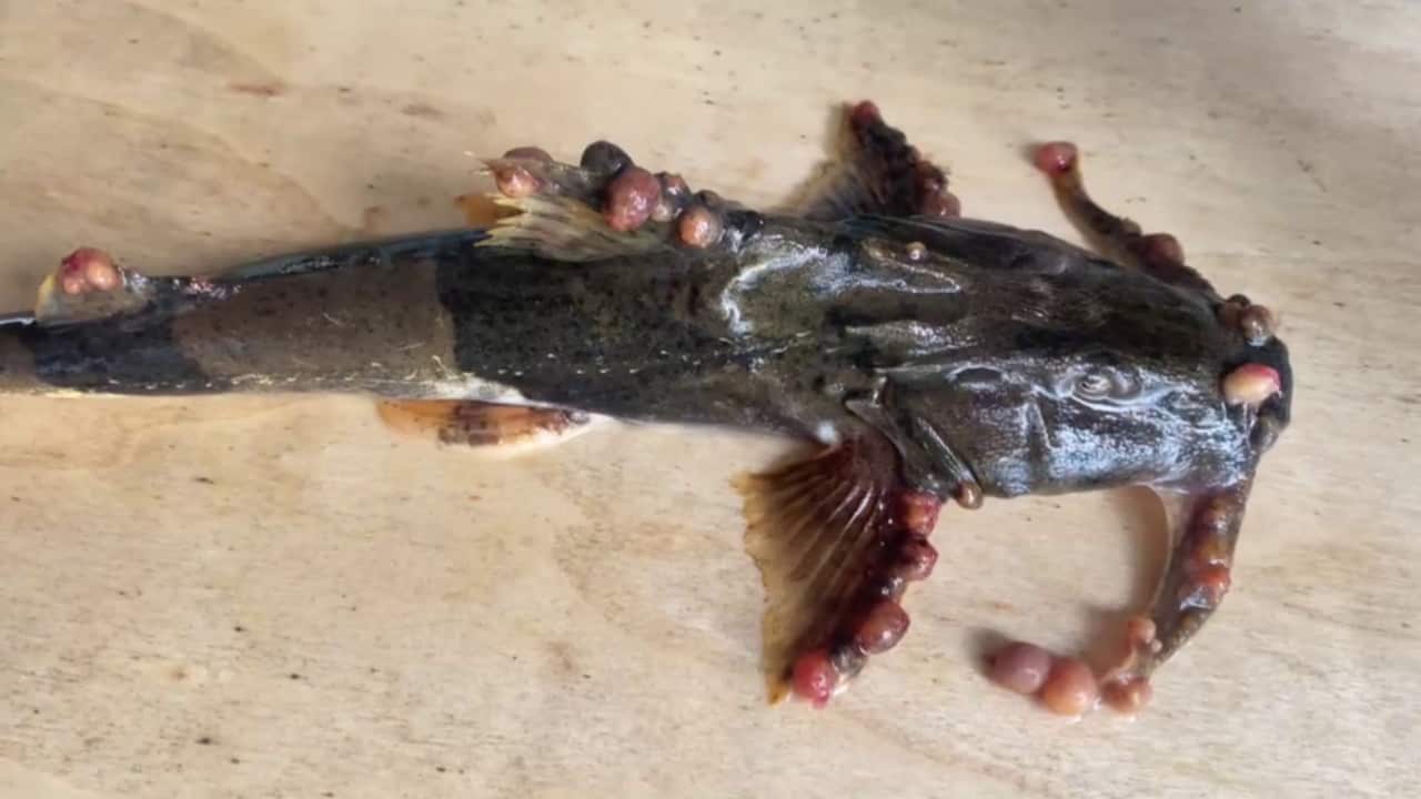 A heavily scarred fish on a table