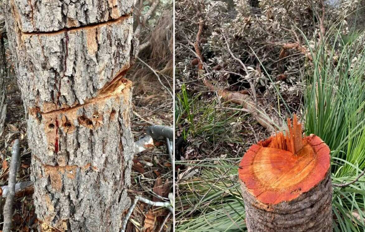  trees were cut and poisoned