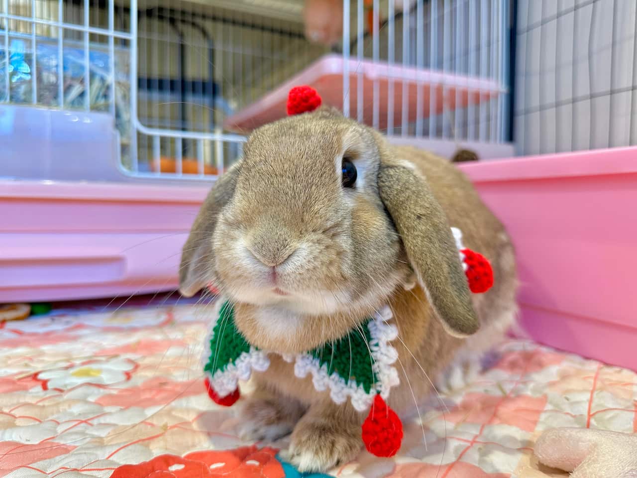 rabbit in christmas collar.jpg