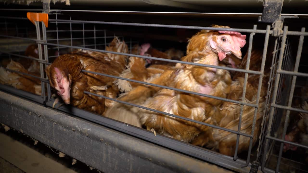 Multiple chickens inside a cage, many with feathers missing