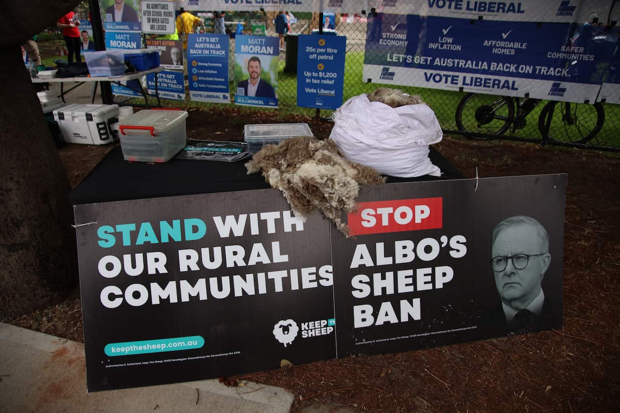 Clumps of wool on a table above two signs reading "stand with rural communities" and "stop Albo's sheep ban"