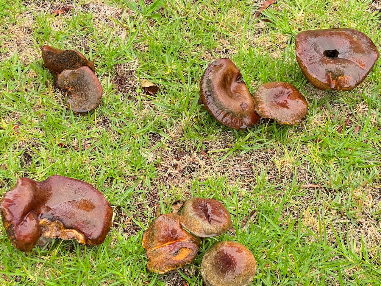 wild mushroom (3).png