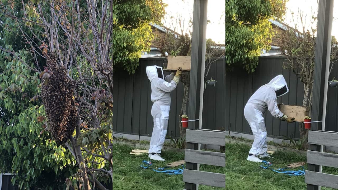 Bee swarm collected by beekeeper.