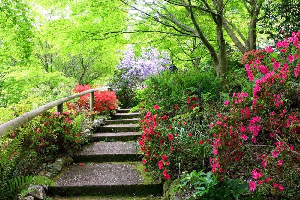 forest glade garden.jpeg