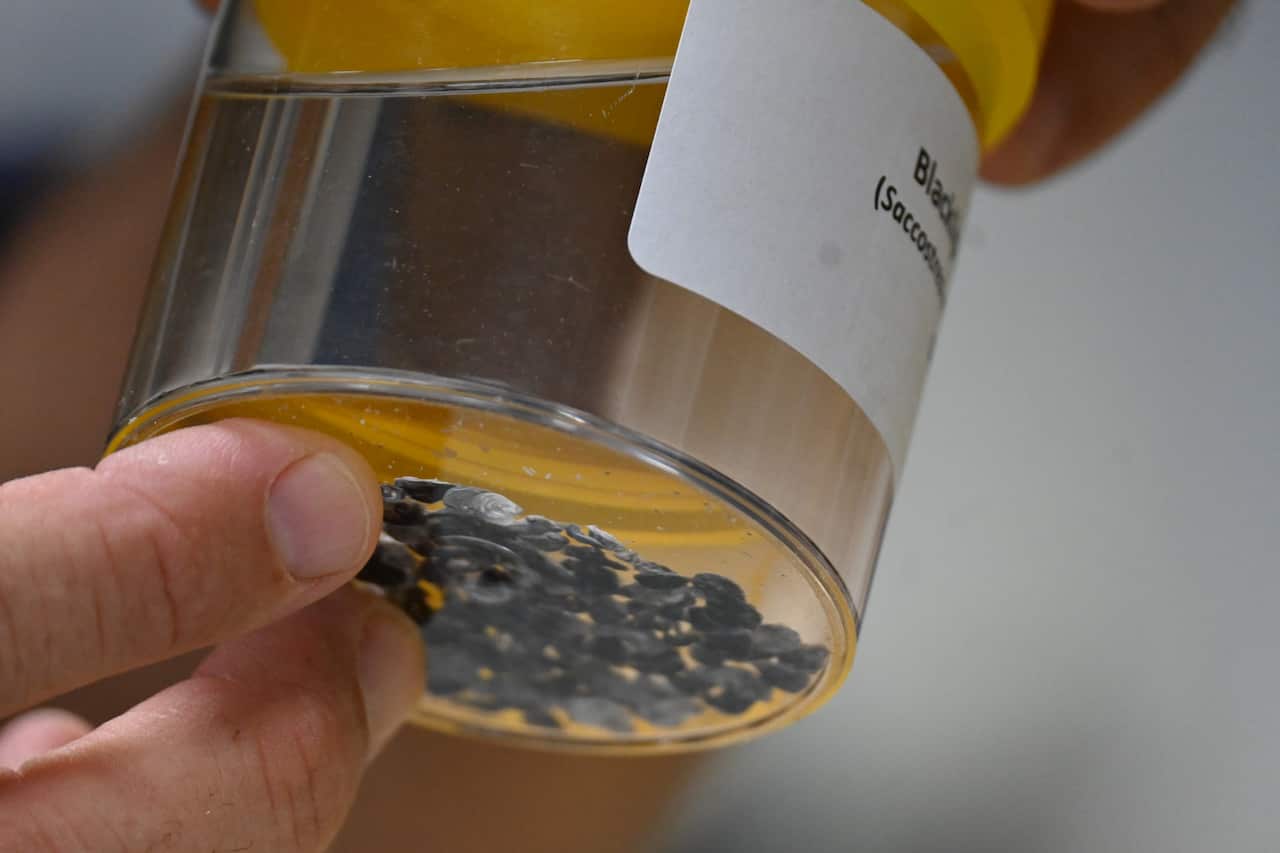 Black-lip oyster spat