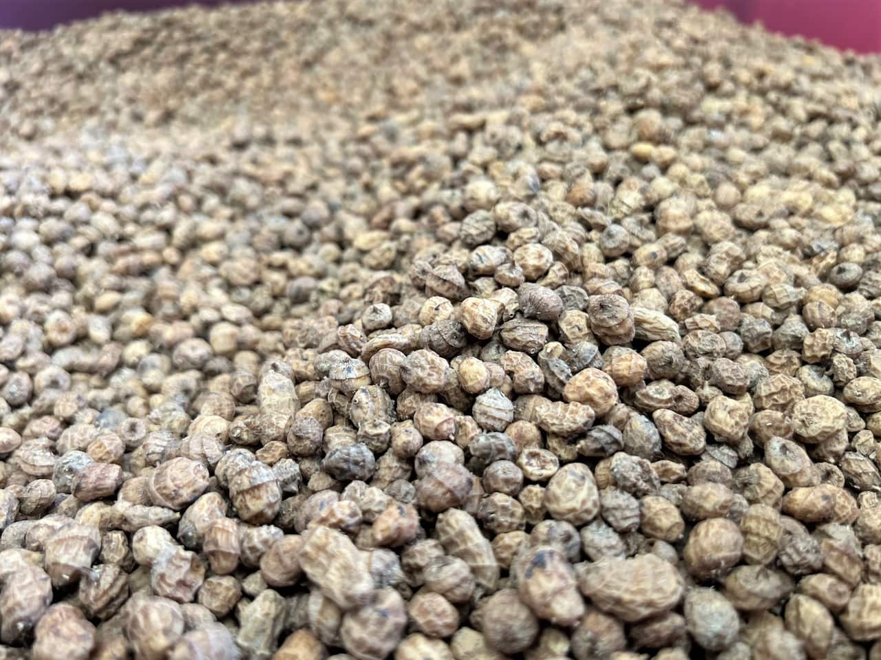 A bin filled with tiger nuts at a factory.