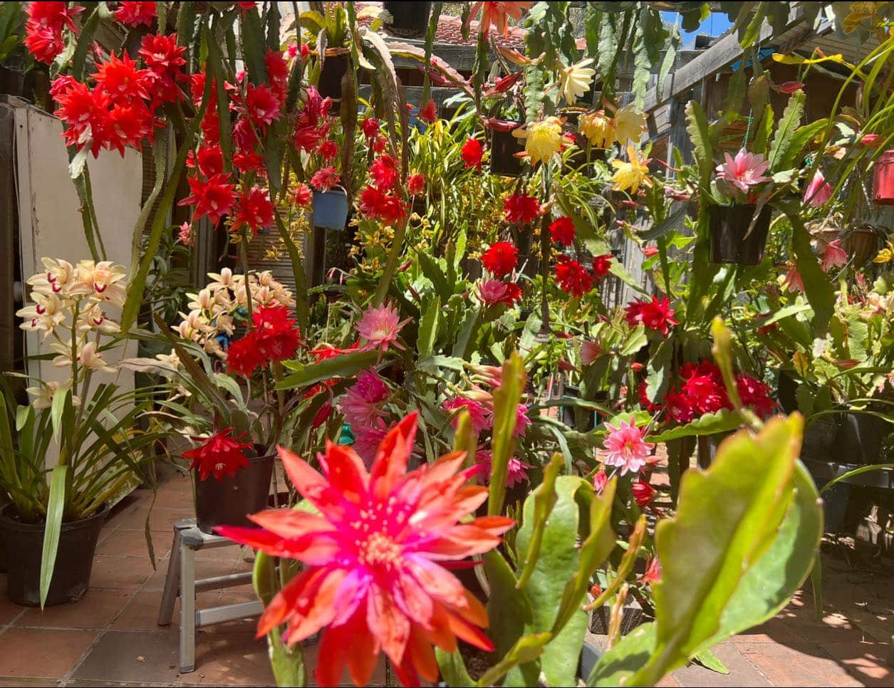 vuon lan melbourne 6.jpg