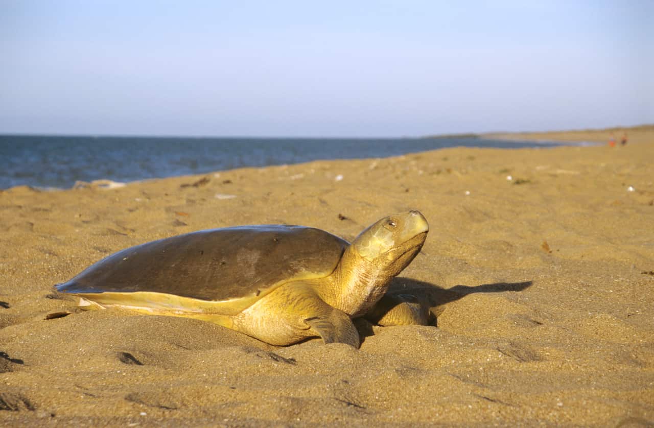 Flatback turtle, Natator depressus, coming ashore to lay eggs, Munda Station near Port Hedland, Western Australia