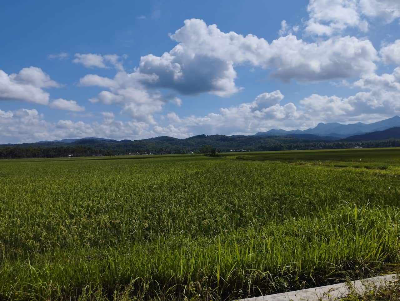 Rice fields in Prasutan village, Ambal District, Kebumen Regency – April 2024. (Supplied).