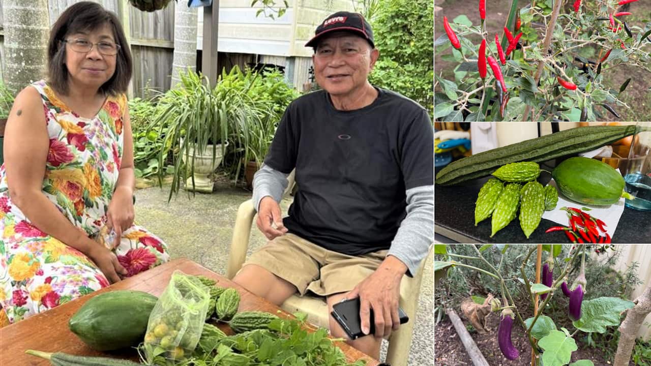 Roland Blancaflor with his wife, Evelyn, as they enjoy harvesting some of their veggies from their garden.