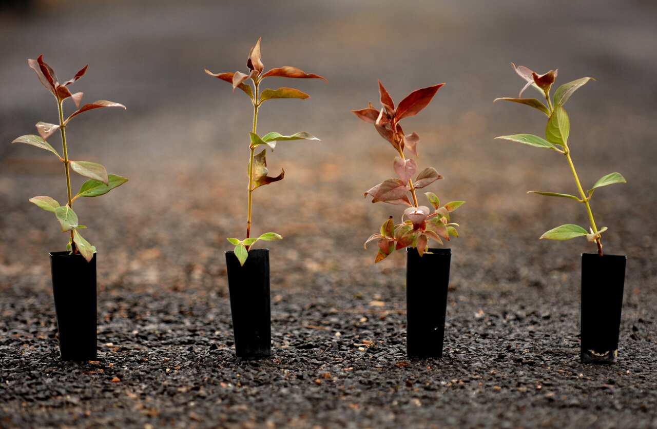 Four tree saplings in small pots.