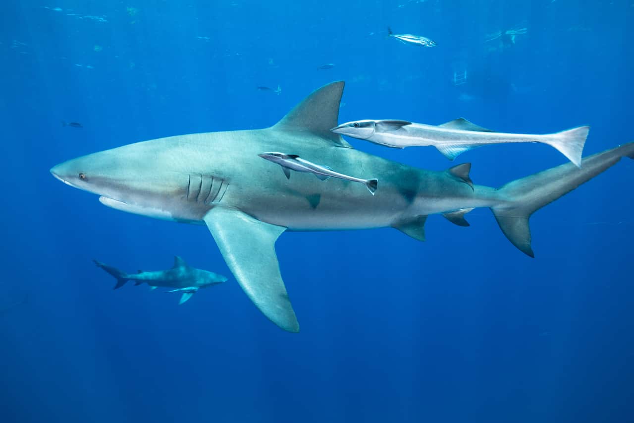 Two bull sharks in the ocean surrounded by other fish