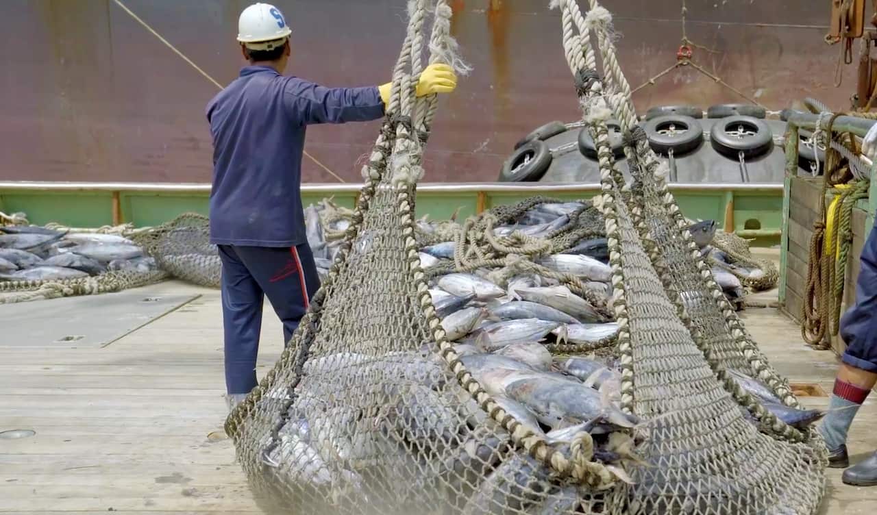 A net on a commercial fishing vessel, full with tuna.