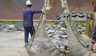 A net on a commercial fishing vessel, full with tuna.