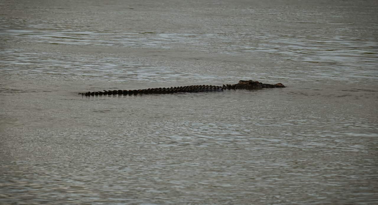 A semi-submerged crocodile in the water. It’s head and body are visible with the ridges down its back and tail disappearing under the water surface.