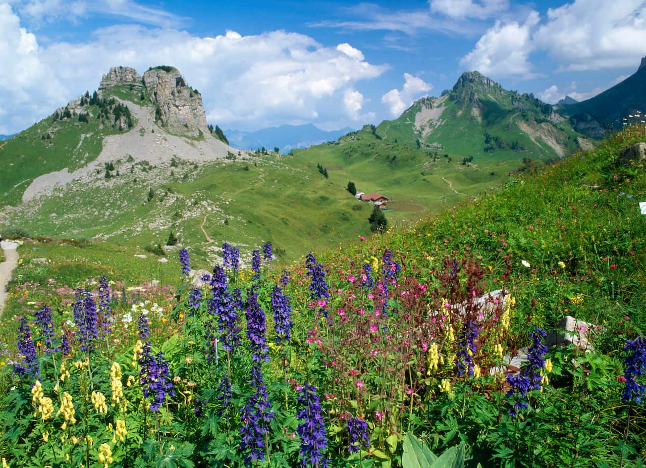 A landscape with wildflowers and two large mountains