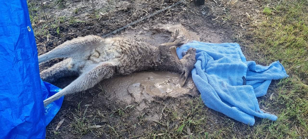 The kangaroo became caught in a fence after hopping away from rising floodwaters at Kialla Lakes, Victoria.