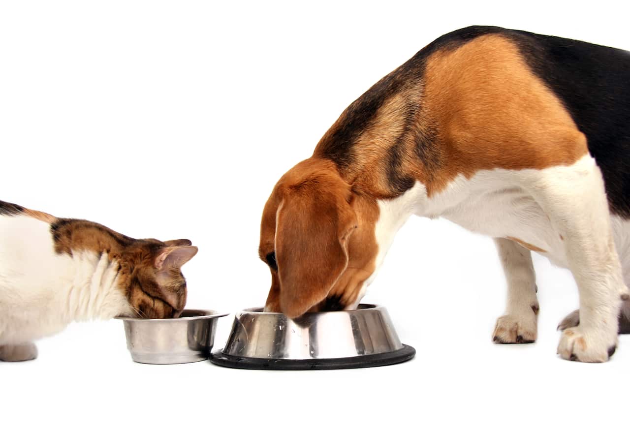 cat and dog eating