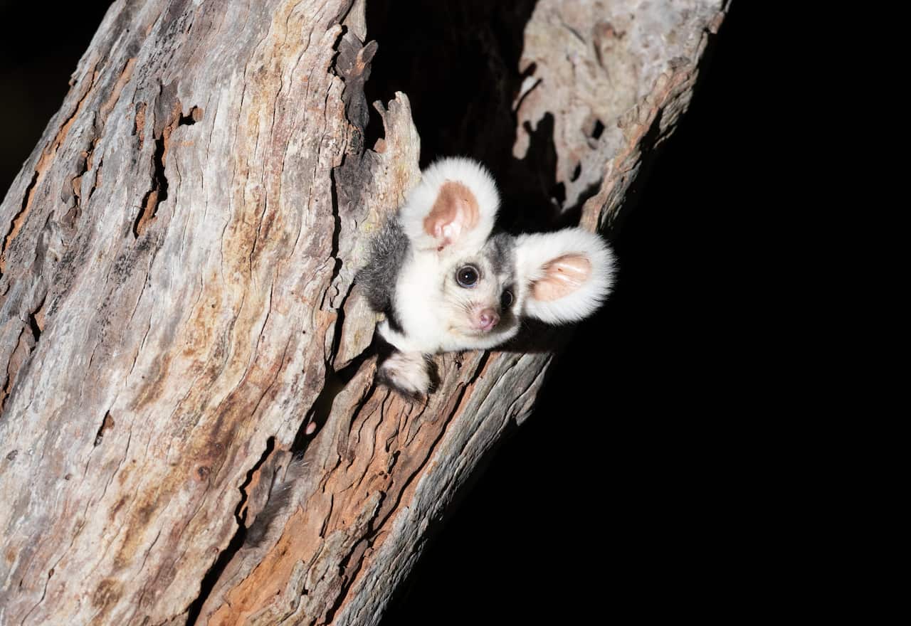 A Greater Glider sticking its head out of a tree hollow.