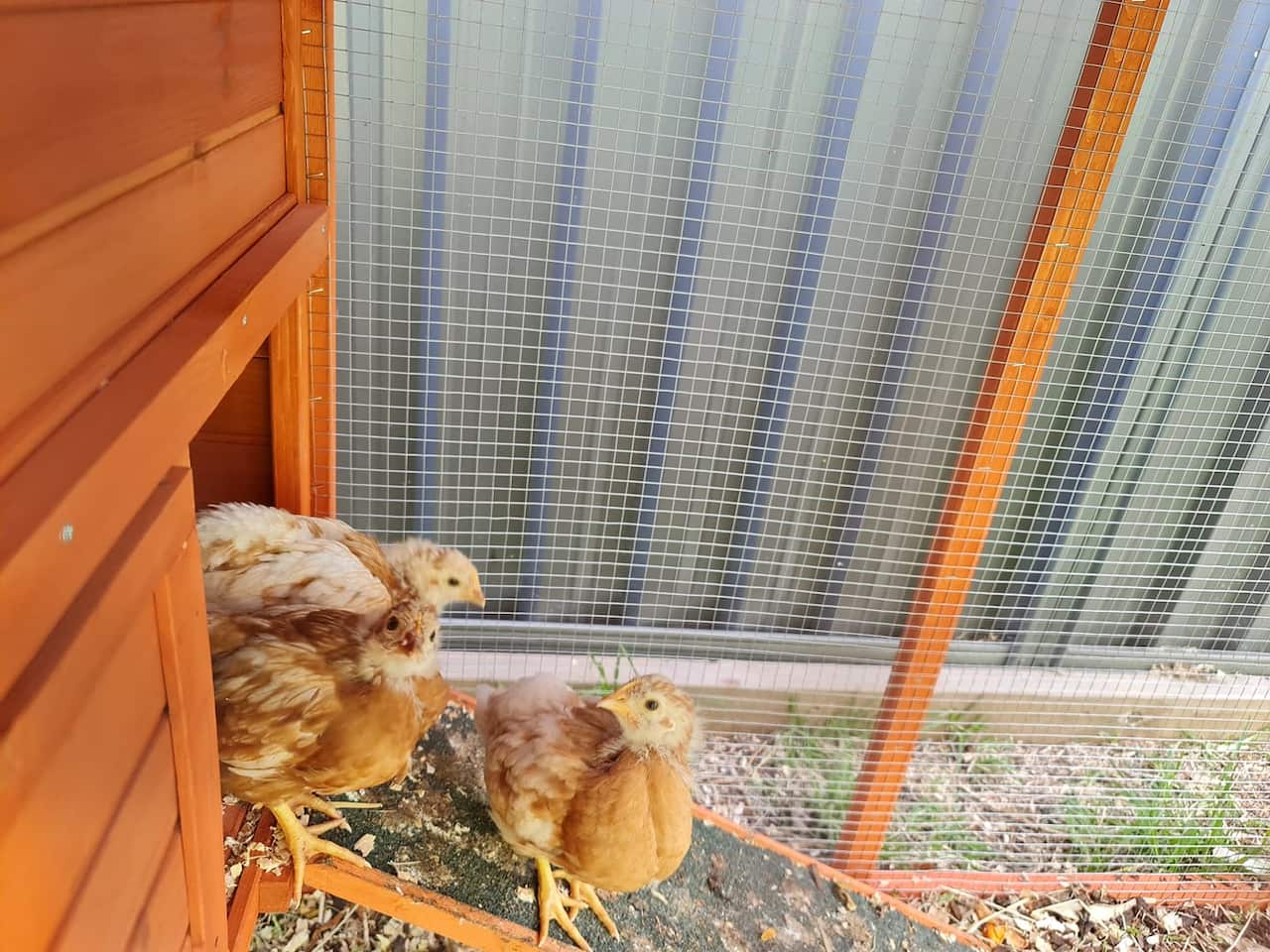 Ken表示,附設農場對本地員工有吸引力。