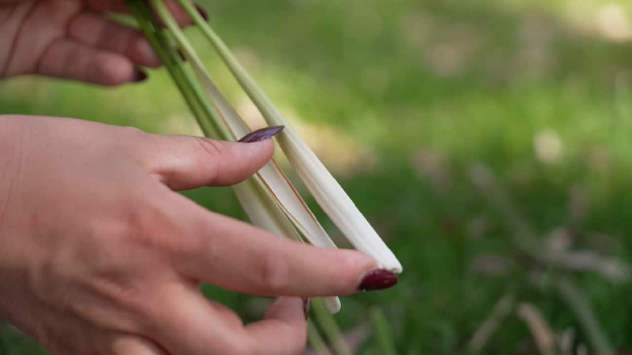 A woman points to the bottom fleshy white part of the garinli grass, also known as the lomandra plant.