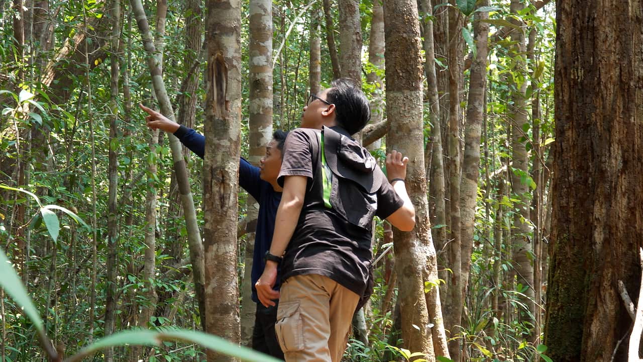 Rear view of two people in a forest looking up 