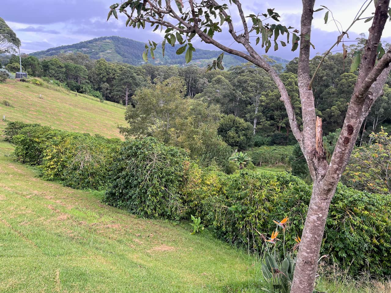 Rolling green fields and trees in front of a sloping mountain range.