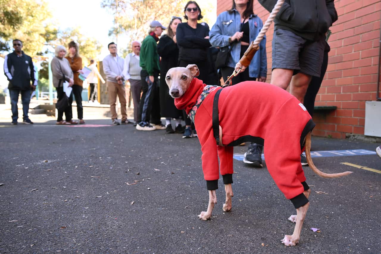 A dog in a red coat.