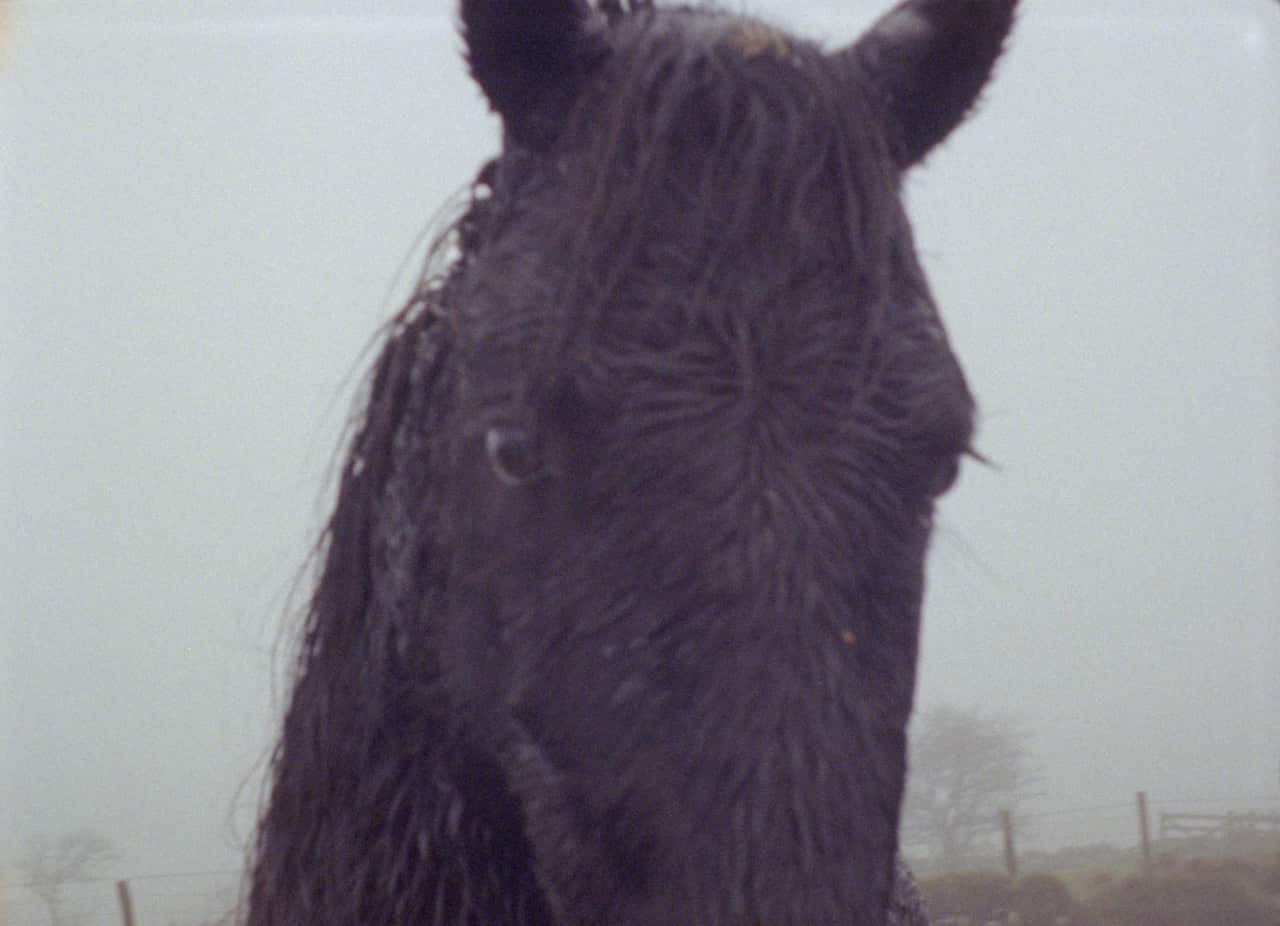 HAHAHA lead image, AD film 2026, Sriwhana Spong, still from AD, 2026, 16mm film transferred to digital, sound. Commissioned by Monash University Museum of Art, Melbourne and Te Pātaka Toi Adam Art Gallery, Wellingto.jpg