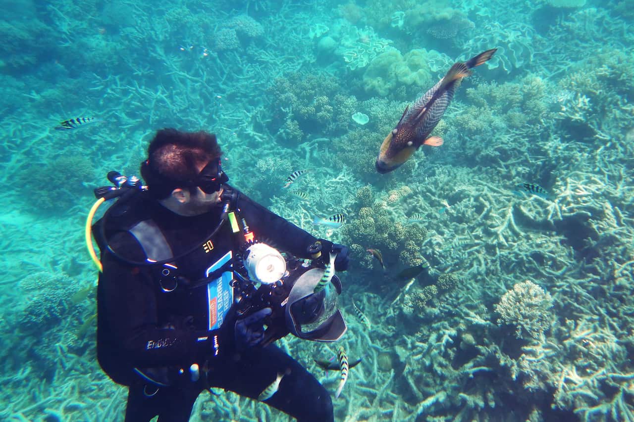 A marine researcher wearing a wetsuit is looking at a fish underwater.