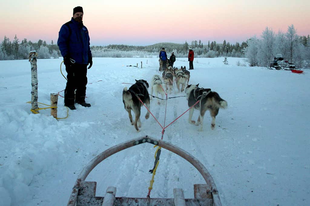 A group of tourists enjoy a sled ride through the snow pulled by husky dogs. 