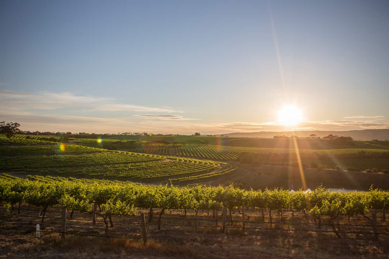 Sun rises over vineyards in McLaren Vale, south of Adelaide.