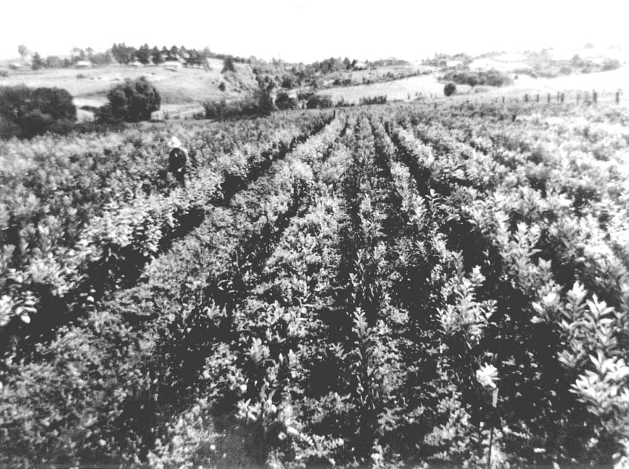 1920年代Ryde區，華人菜農在菜園工作。