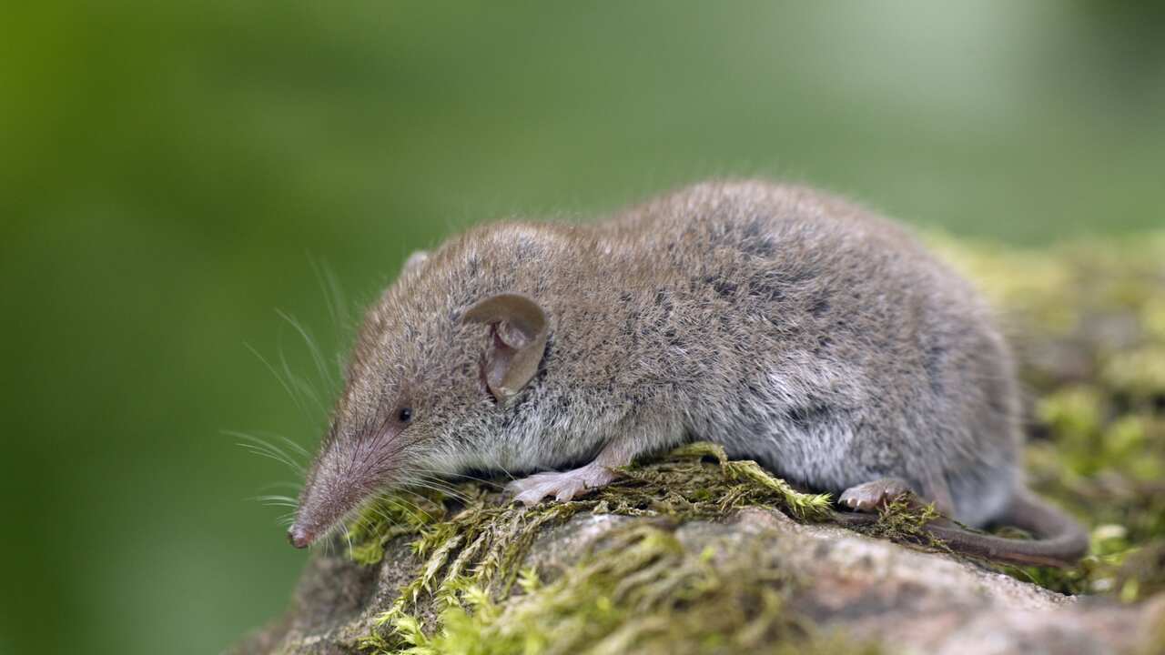 shrew-cropped.jpg