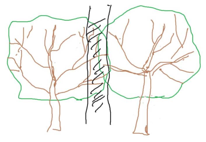 两棵果树之间由于树冠长大而枝叶交叉,必须修剪留出空间。