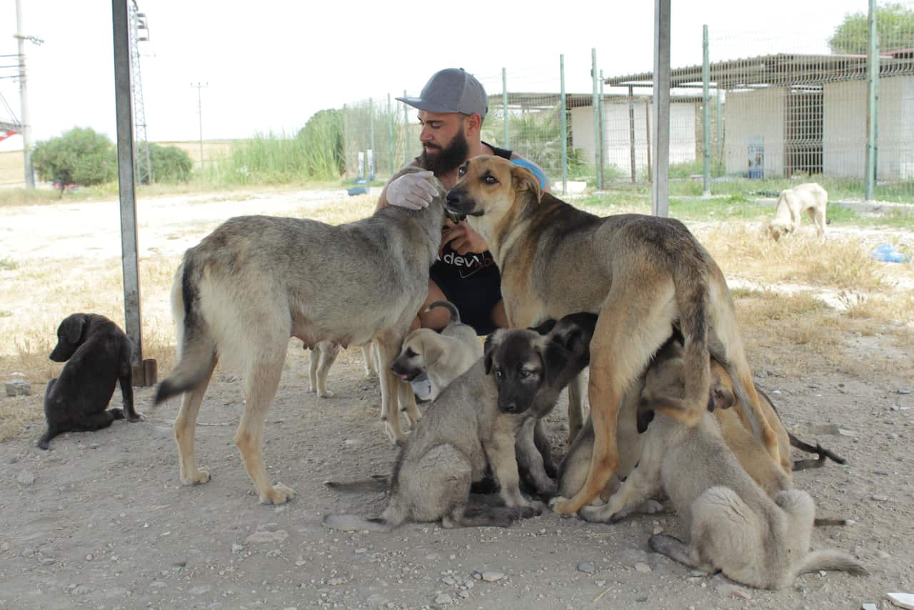 Devran sokak hayvanlarını yaşatmak için proje geliştiriyor.jpg