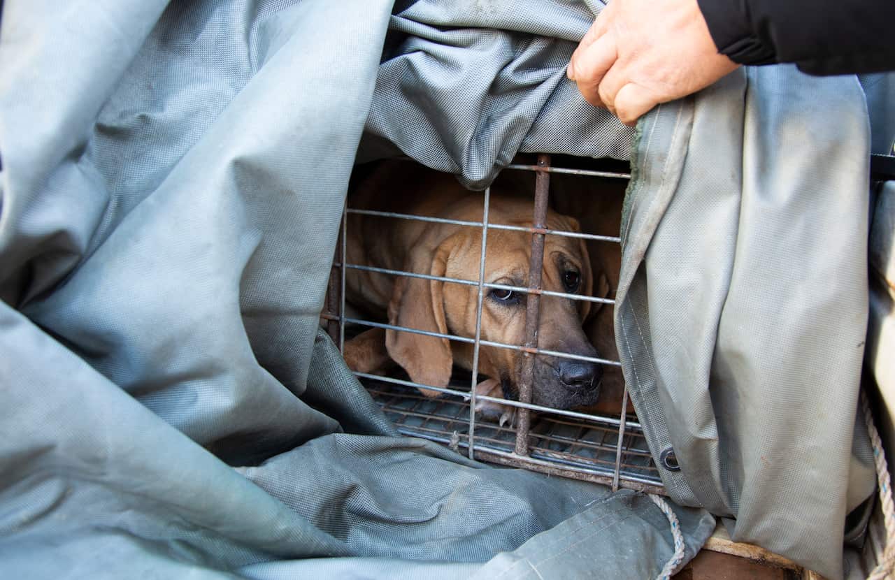 A dog in a cage covered with a grey sheet