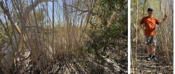 03 Ah Chee的竹林.png