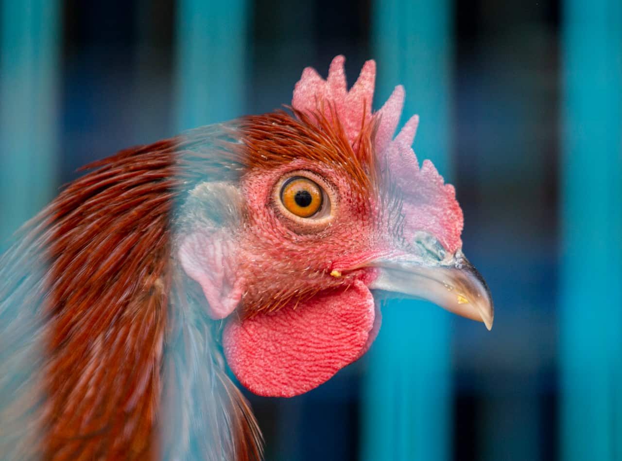 NEPAL BIRD FLU ALERT