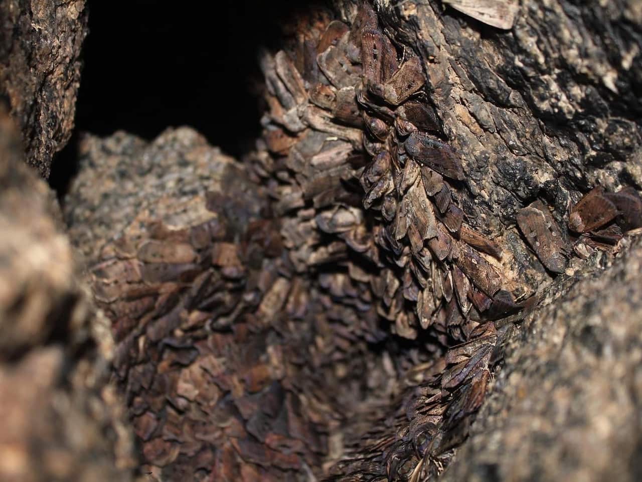 Thousands of Bogong Moths gathered together on a rocky face in the dark.
