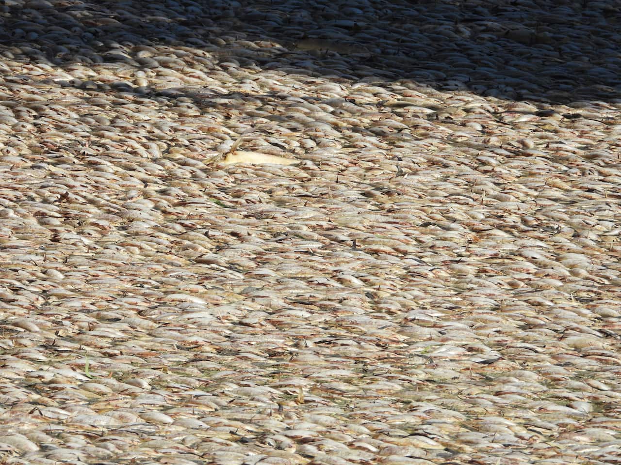 Thousands of dead fish