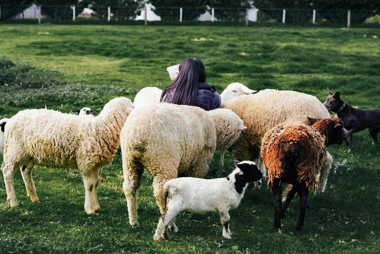 Animals in farm stay