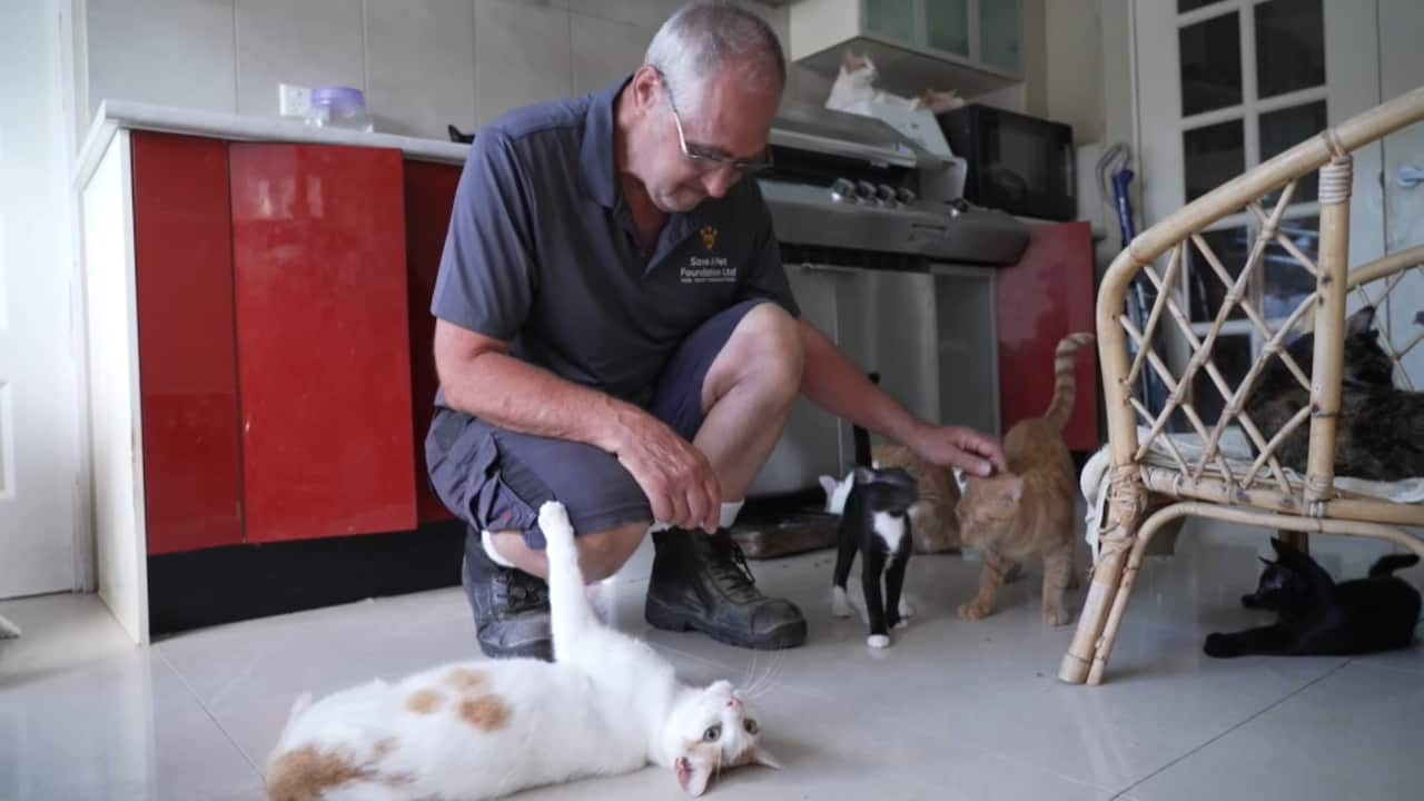 流浪猫救助站主人BERNARD BRADSHAW在陪猫咪们玩耍