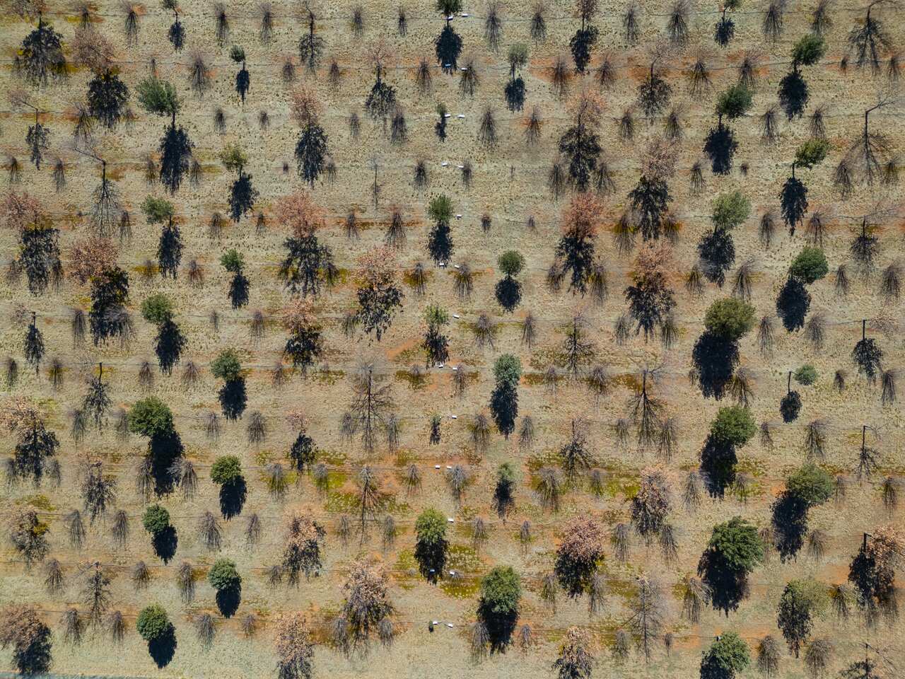 为了培育黑松露，农场中按顺序种植着三种共生树木——榛树、英国罗博橡树和法国冬青橡树。