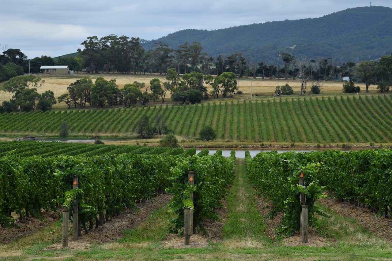 VINEYARD STOCK VICTORIA