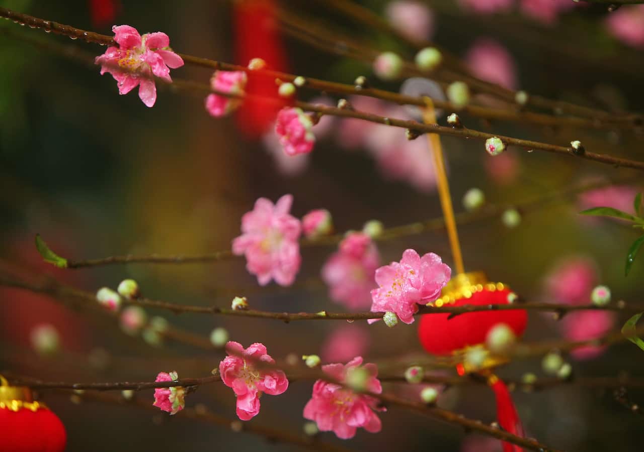 Red lanterns hanging among pink peach blossoms.