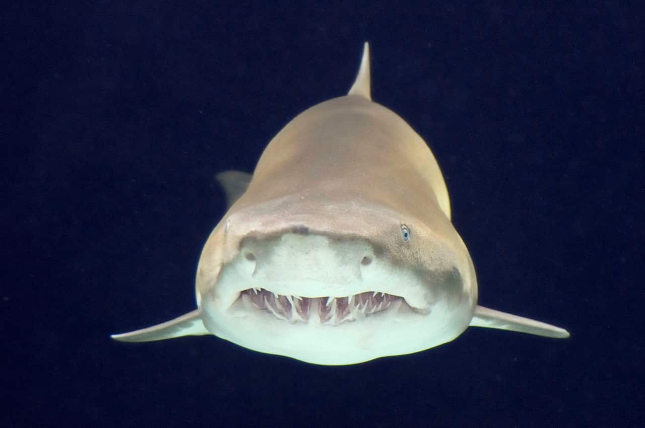A straight-on, underwater view of a sand tiger shark shows its wide mouth full of many sharp, serrated teeth. The shark's light-colored body is set against a deep blue background.